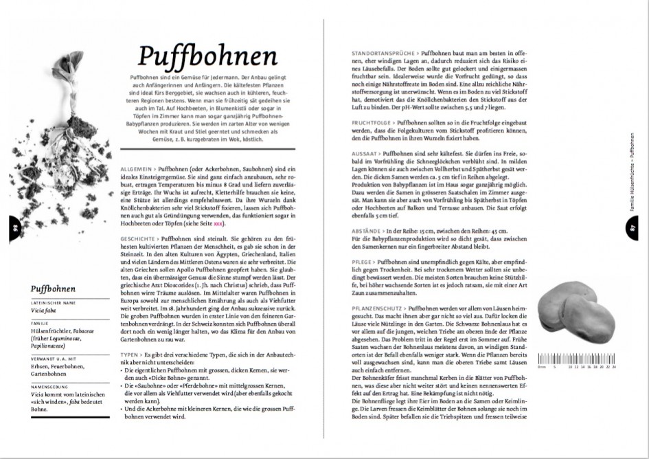 Ausführliche Kulturbeschriebe für die wichtigsten Gemüsearten, hier von Puffbohnen, bilden das Herzstück vom Handbuch Spriessbürger